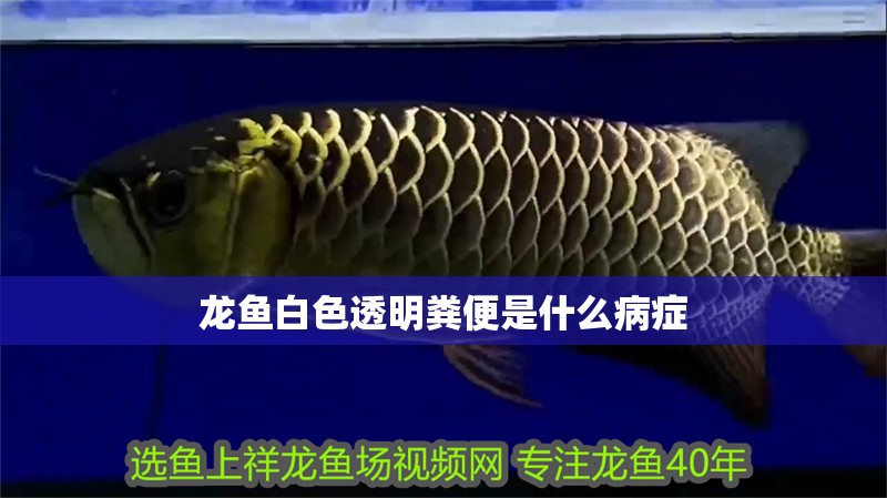 龍魚白色透明糞便是什么病癥