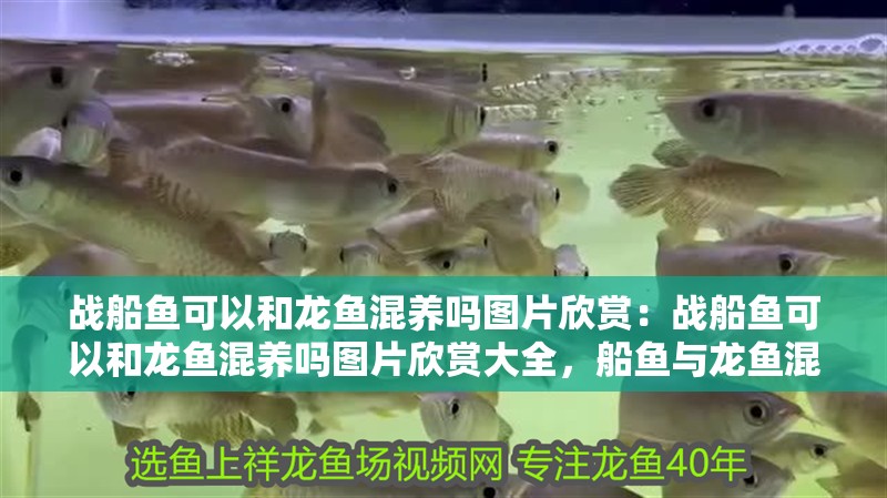 戰(zhàn)船魚(yú)可以和龍魚(yú)混養(yǎng)嗎圖片欣賞：戰(zhàn)船魚(yú)可以和龍魚(yú)混養(yǎng)嗎圖片欣賞大全，船魚(yú)與龍魚(yú)混養(yǎng)可行性及
