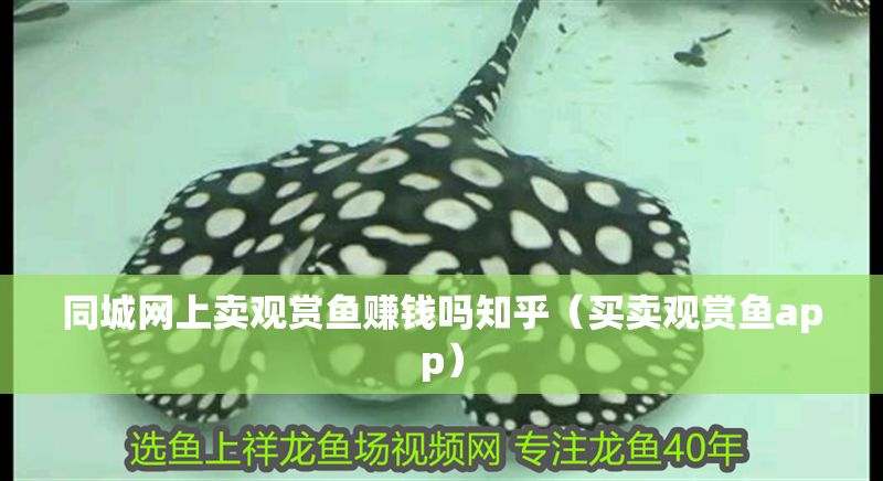 同城網上賣觀賞魚賺錢嗎知乎（買賣觀賞魚app） 同城網上賣觀賞魚賺錢嗎知乎（買賣觀賞魚app） 豬鼻龜百科 第1張