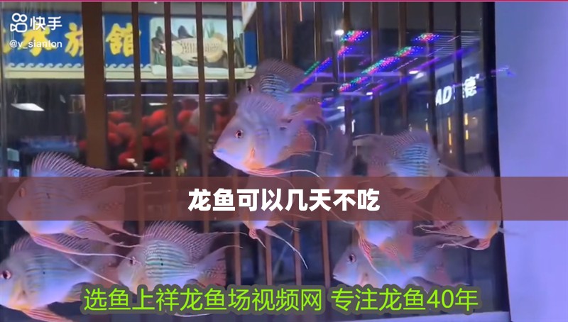 龍魚可以幾天不吃