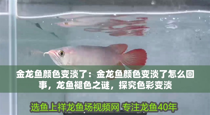 金龍魚顏色變淡了：金龍魚顏色變淡了怎么回事，龍魚褪色之謎，探究色彩變淡