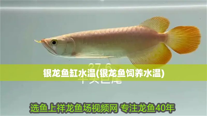 銀龍魚缸水溫(銀龍魚飼養水溫)