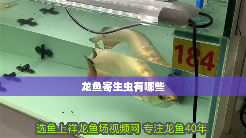 龍魚寄生蟲有哪些 龍魚寄生蟲有哪些 龍魚百科 第2張