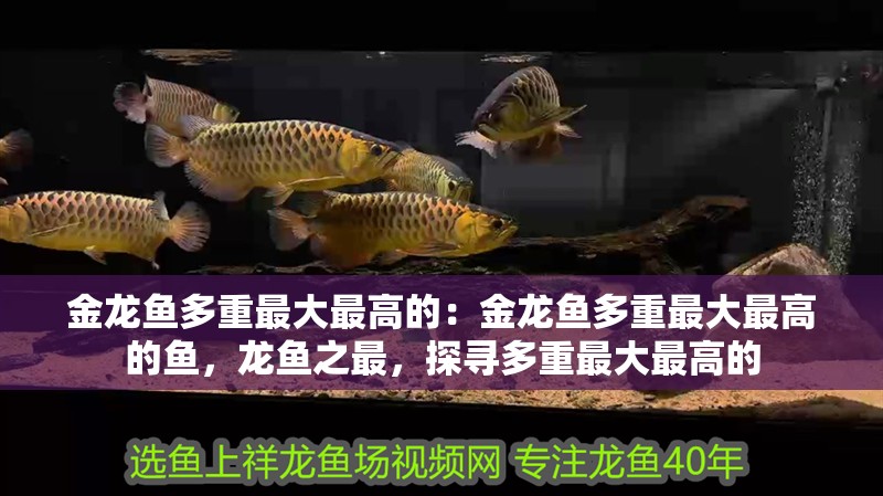 金龍魚多重最大最高的：金龍魚多重最大最高的魚，龍魚之最，探尋多重最大最高的 金龍魚多重最大最高的：金龍魚多重最大最高的魚，龍魚之最，探尋多重最大最高的 水族問答