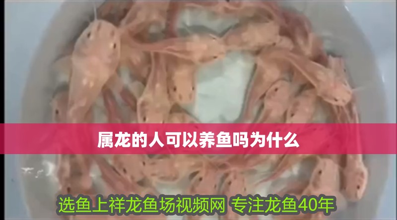 屬龍的人可以養(yǎng)魚嗎為什么