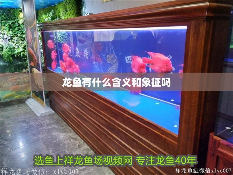 龍魚有什么含義和象征嗎