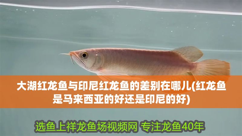 大湖紅龍魚與印尼紅龍魚的差別在哪兒(紅龍魚是馬來西亞的好還是印尼的好) 大湖紅龍魚與印尼紅龍魚的差別在哪兒(紅龍魚是馬來西亞的好還是印尼的好) 大湖紅龍魚百科 第1張