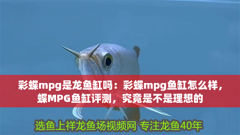 彩蝶mpg是龍魚缸嗎：彩蝶mpg魚缸怎么樣，蝶MPG魚缸評測，究竟是不是理想的 彩蝶mpg是龍魚缸嗎：彩蝶mpg魚缸怎么樣，蝶MPG魚缸評測，究竟是不是理想的 水族問答