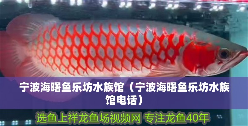 寧波海曙魚樂坊水族館（寧波海曙魚樂坊水族館電話） 寧波海曙魚樂坊水族館（寧波海曙魚樂坊水族館電話） 全國水族館企業(yè)名錄 第2張