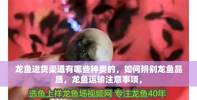 龍魚進(jìn)貨渠道有哪些種類的，如何辨別龍魚品質(zhì)，龍魚運(yùn)輸注意事項(xiàng)，