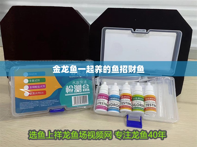 金龍魚一起養(yǎng)的魚招財魚