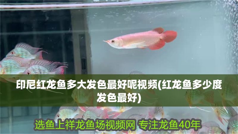 印尼紅龍魚(yú)多大發(fā)色最好呢視頻(紅龍魚(yú)多少度發(fā)色最好)