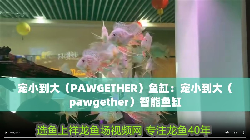 寵小到大（PAWGETHER）魚缸：寵小到大（pawgether）智能魚缸