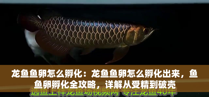 龍魚魚卵怎么孵化：龍魚魚卵怎么孵化出來，魚魚卵孵化全攻略，詳解從受精到破殼