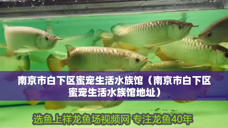 南京市白下區(qū)蜜寵生活水族館（南京市白下區(qū)蜜寵生活水族館地址）