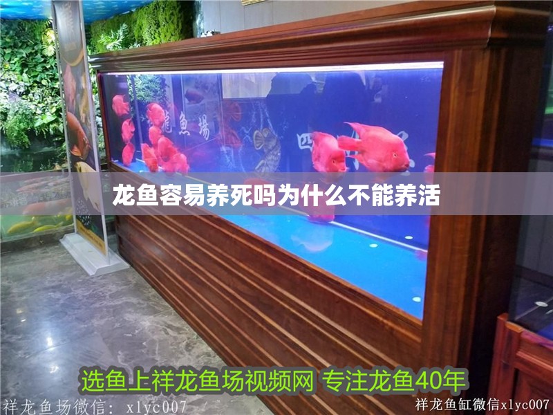 龍魚容易養(yǎng)死嗎為什么不能養(yǎng)活