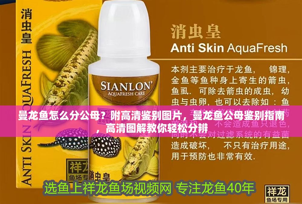 曼龍魚怎么分公母？附高清鑒別圖片，曼龍魚公母鑒別指南，高清圖解教你輕松分辨