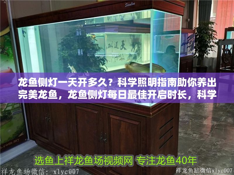 龍魚側(cè)燈一天開多久？科學(xué)照明指南助你養(yǎng)出完美龍魚，龍魚側(cè)燈每日最佳開啟時(shí)長(zhǎng)，科學(xué)照明指南