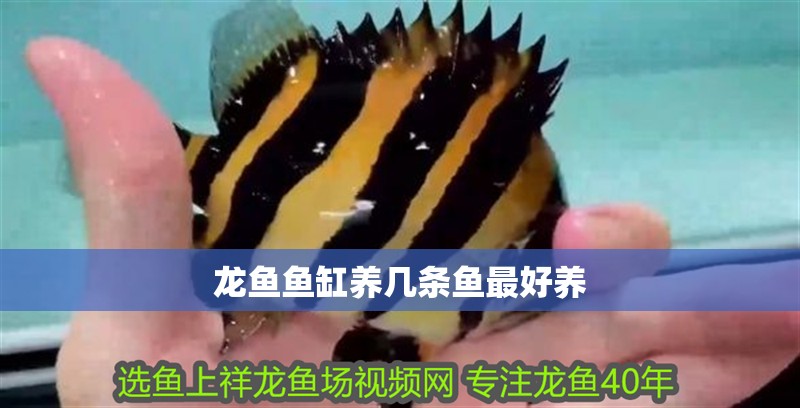 龍魚魚缸養幾條魚最好養