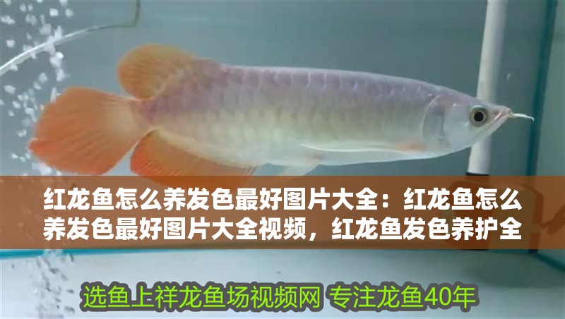 紅龍魚怎么養發色最好圖片大全：紅龍魚怎么養發色最好圖片大全視頻，紅龍魚發色養護全攻略，高清圖文與視頻教程