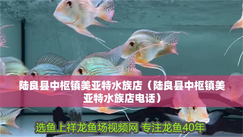 陸良縣中樞鎮(zhèn)美亞特水族店（陸良縣中樞鎮(zhèn)美亞特水族店電話）