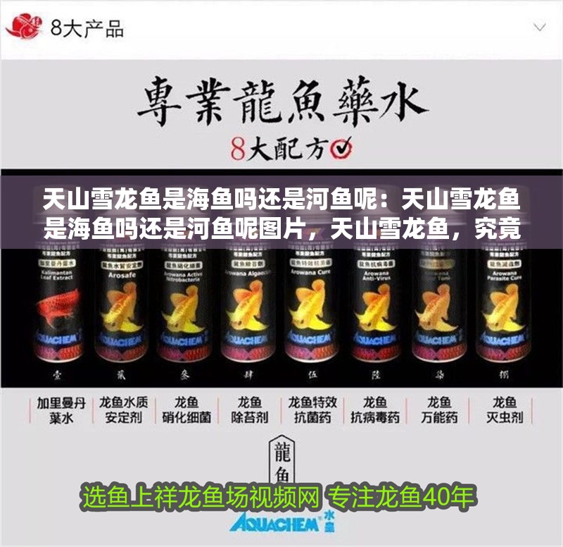 天山雪龍魚(yú)是海魚(yú)嗎還是河魚(yú)呢：天山雪龍魚(yú)是海魚(yú)嗎還是河魚(yú)呢圖片，天山雪龍魚(yú)，究竟屬海魚(yú)還是河魚(yú)？