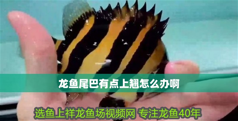 龍魚尾巴有點上翹怎么辦啊