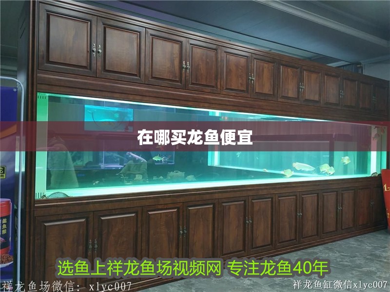 在哪買龍魚便宜 在哪買龍魚便宜 龍魚百科 第2張