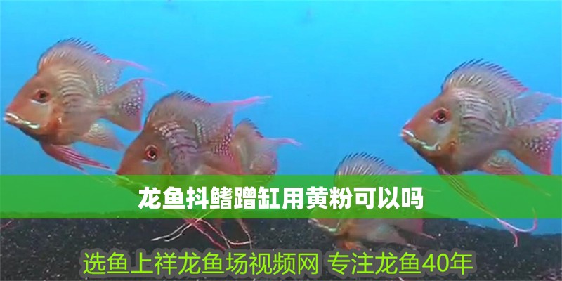 龍魚抖鰭蹭缸用黃粉可以嗎
