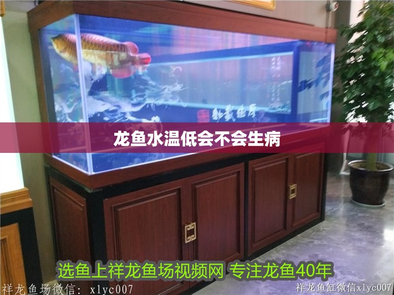 龍魚水溫低會不會生病 龍魚水溫低會不會生病 龍魚百科 第2張