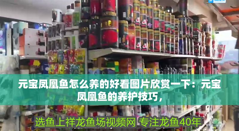 元寶鳳凰魚怎么養的好看圖片欣賞一下：元寶鳳凰魚的養護技巧，