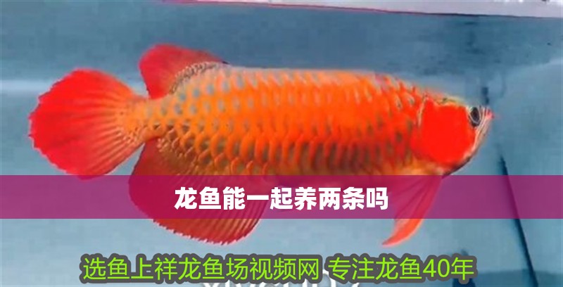 龍魚(yú)能一起養(yǎng)兩條嗎