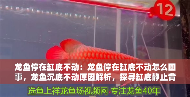 龍魚停在缸底不動(dòng)：龍魚停在缸底不動(dòng)怎么回事，龍魚沉底不動(dòng)原因解析，探尋缸底靜止背后的奧秘