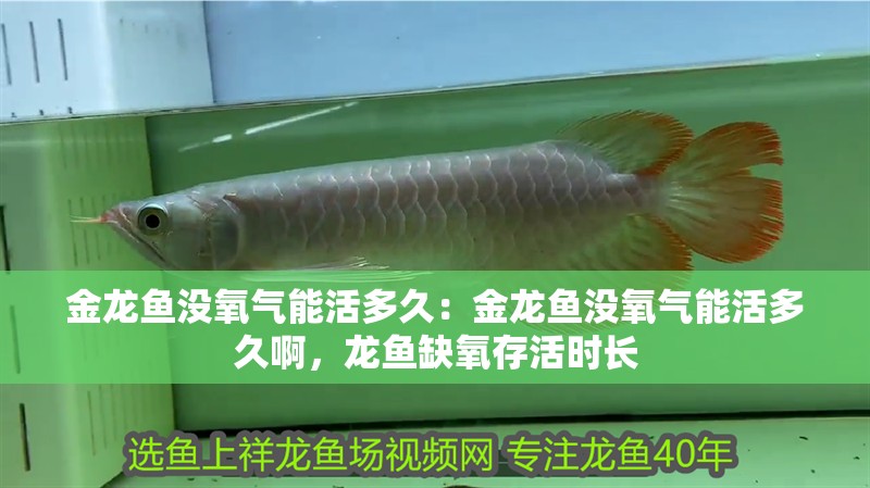金龍魚沒氧氣能活多久：金龍魚沒氧氣能活多久啊，龍魚缺氧存活時長