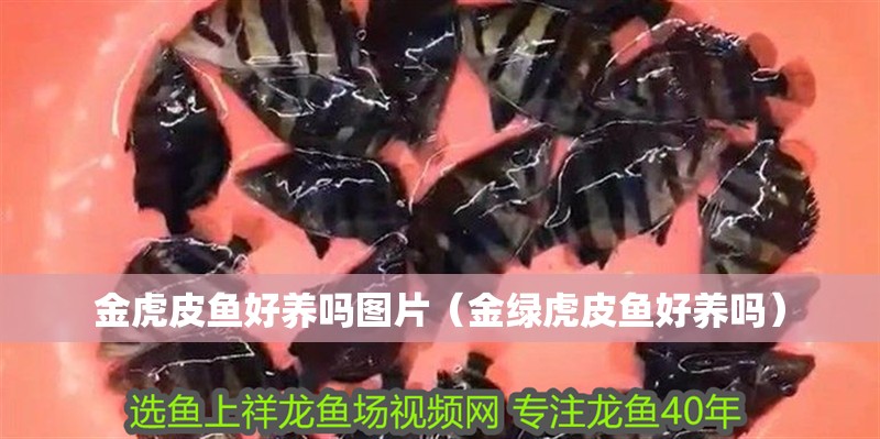金虎皮魚(yú)好養(yǎng)嗎圖片（金綠虎皮魚(yú)好養(yǎng)嗎）