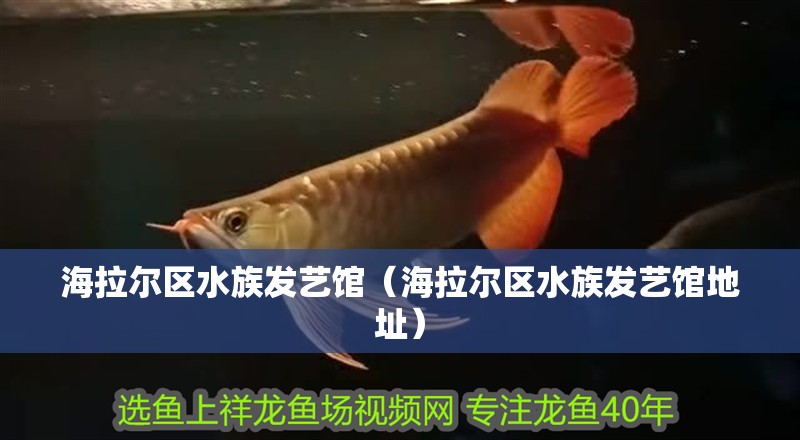 海拉爾區(qū)水族發(fā)藝館（海拉爾區(qū)水族發(fā)藝館地址）