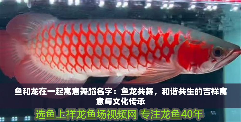 魚和龍在一起寓意舞蹈名字：魚龍共舞，和諧共生的吉祥寓意與文化傳承