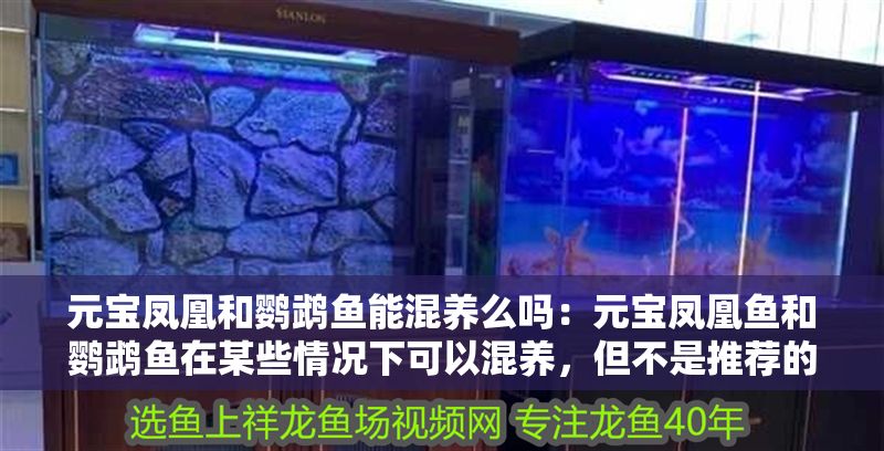 元寶鳳凰和鸚鵡魚能混養么嗎：元寶鳳凰魚和鸚鵡魚在某些情況下可以混養，但不是推薦的混養組合