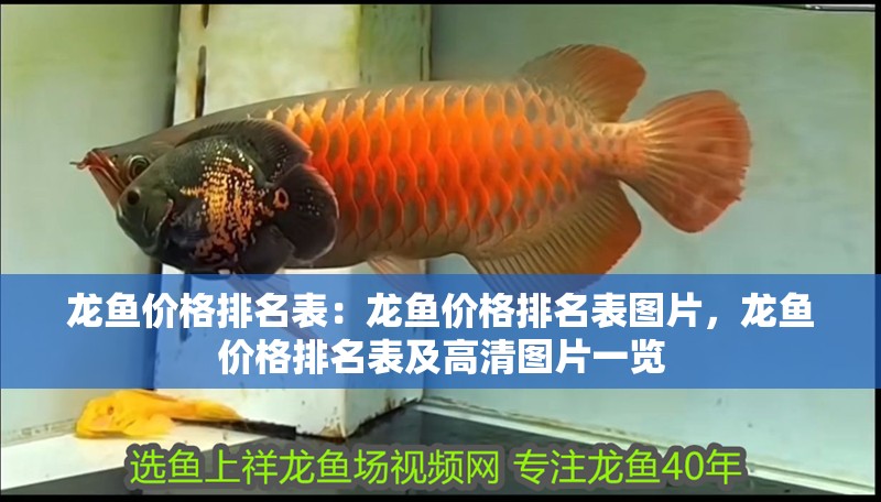 龍魚價格排名表:龍魚價格排名表圖片,龍魚價格排名表及高清圖片一覽 水族問答 龍魚價格排名表:龍魚價格排名表圖片,龍魚價格排名表及高清圖片一覽 龍魚價格排名表:龍魚價格排名表圖片,龍魚價格排名表及高清圖片一覽 水族問答
