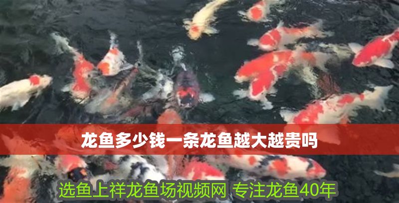 龍魚多少錢一條龍魚越大越貴嗎 龍魚多少錢一條龍魚越大越貴嗎 龍魚百科 第2張