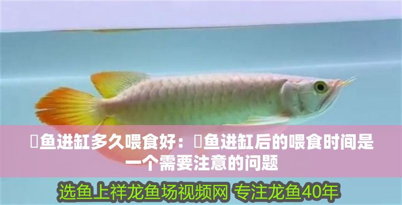 魟魚進缸多久喂食好：魟魚進缸后的喂食時間是一個需要注意的問題