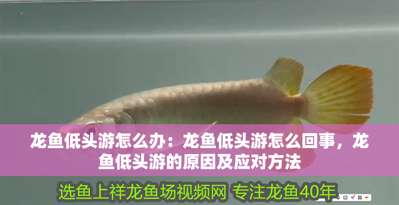 龍魚低頭游怎么辦：龍魚低頭游怎么回事，龍魚低頭游的原因及應(yīng)對(duì)方法