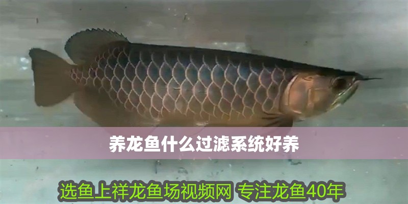 養龍魚什么過濾系統好養