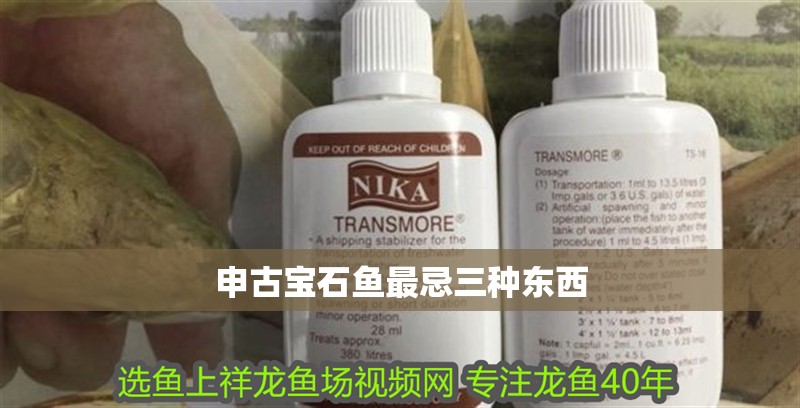 申古寶石魚最忌三種東西