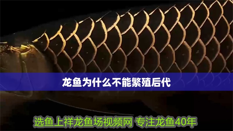 龍魚為什么不能繁殖后代 龍魚為什么不能繁殖后代 龍魚百科 第2張