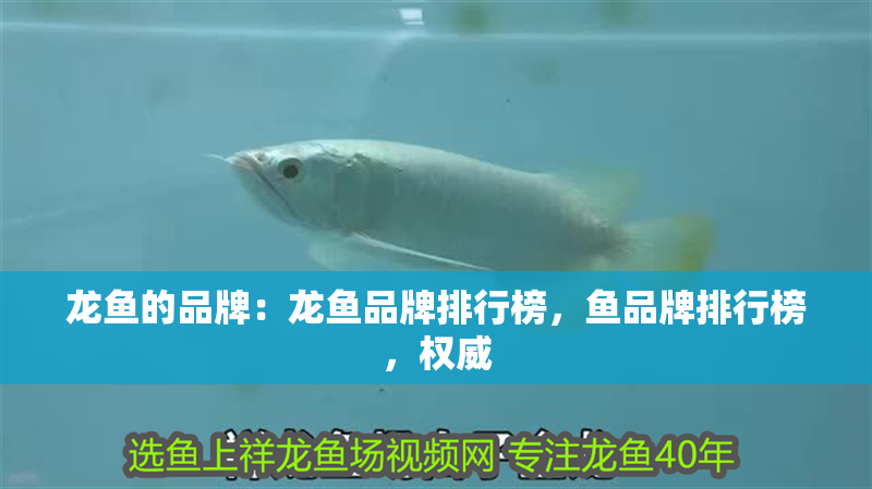 龍魚的品牌：龍魚品牌排行榜，魚品牌排行榜，權(quán)威
