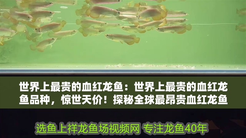 世界上最貴的血紅龍魚：世界上最貴的血紅龍魚品種，驚世天價(jià)！探秘全球最昂貴血紅龍魚