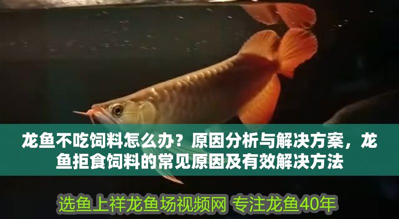 龍魚不吃飼料怎么辦？原因分析與解決方案，龍魚拒食飼料的常見原因及有效解決方法 龍魚不吃飼料怎么辦？原因分析與解決方案，龍魚拒食飼料的常見原因及有效解決方法 龍魚常見疾病 第1張