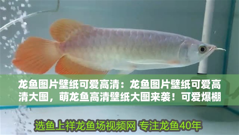 龍魚圖片壁紙可愛高清：龍魚圖片壁紙可愛高清大圖，萌龍魚高清壁紙大圖來襲！可愛爆棚的手機電腦背景首選