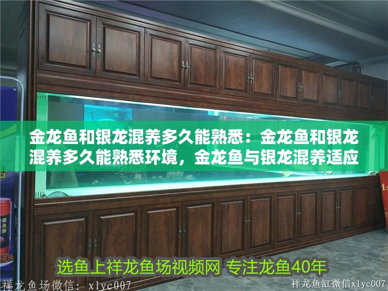 金龍魚和銀龍混養多久能熟悉：金龍魚和銀龍混養多久能熟悉環境，金龍魚與銀龍混養適應環境所需時長解析